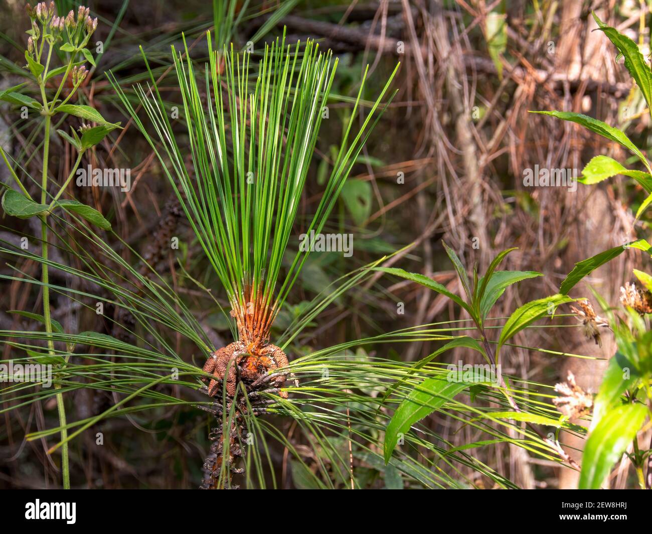 Close-up photography of pine needles, captured in a forest near the colonial town of Villa de Leyva, in the department of Boyaca, Colombia. Stock Photo