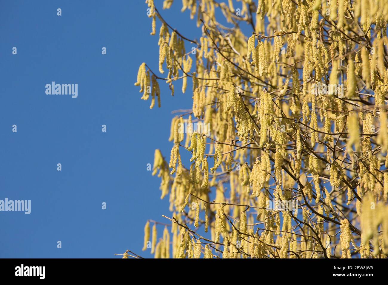 A hazel tree in February sunshine displaying yellow male catkins, also known as lambs tails. The much smaller female flowers grow on the same stems as Stock Photo