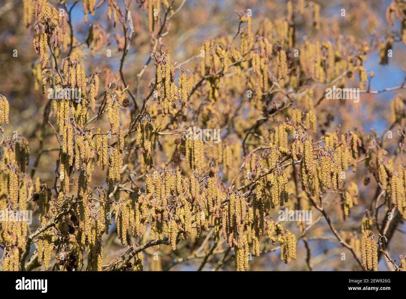 An alder tree, Alnus glutinosa, in February sunshine displaying male catkins. The female flowers grow on the same stems as the male catkins. North Dor Stock Photo