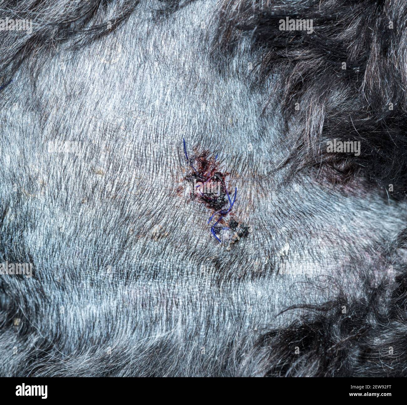 Detail of the suture or stitches for an operation on a dog to remove a