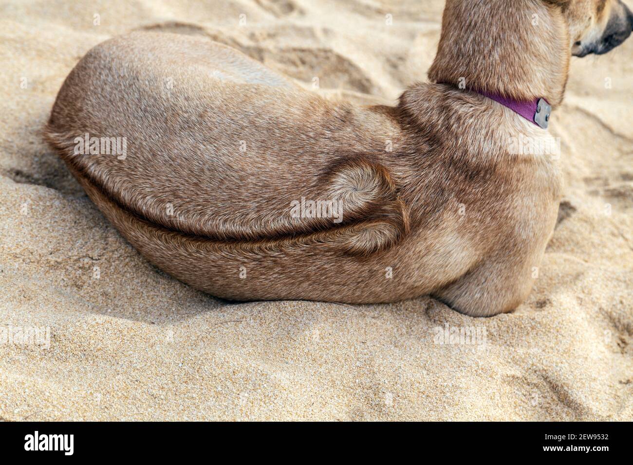 Phu quoc best sale ridgeback puppies