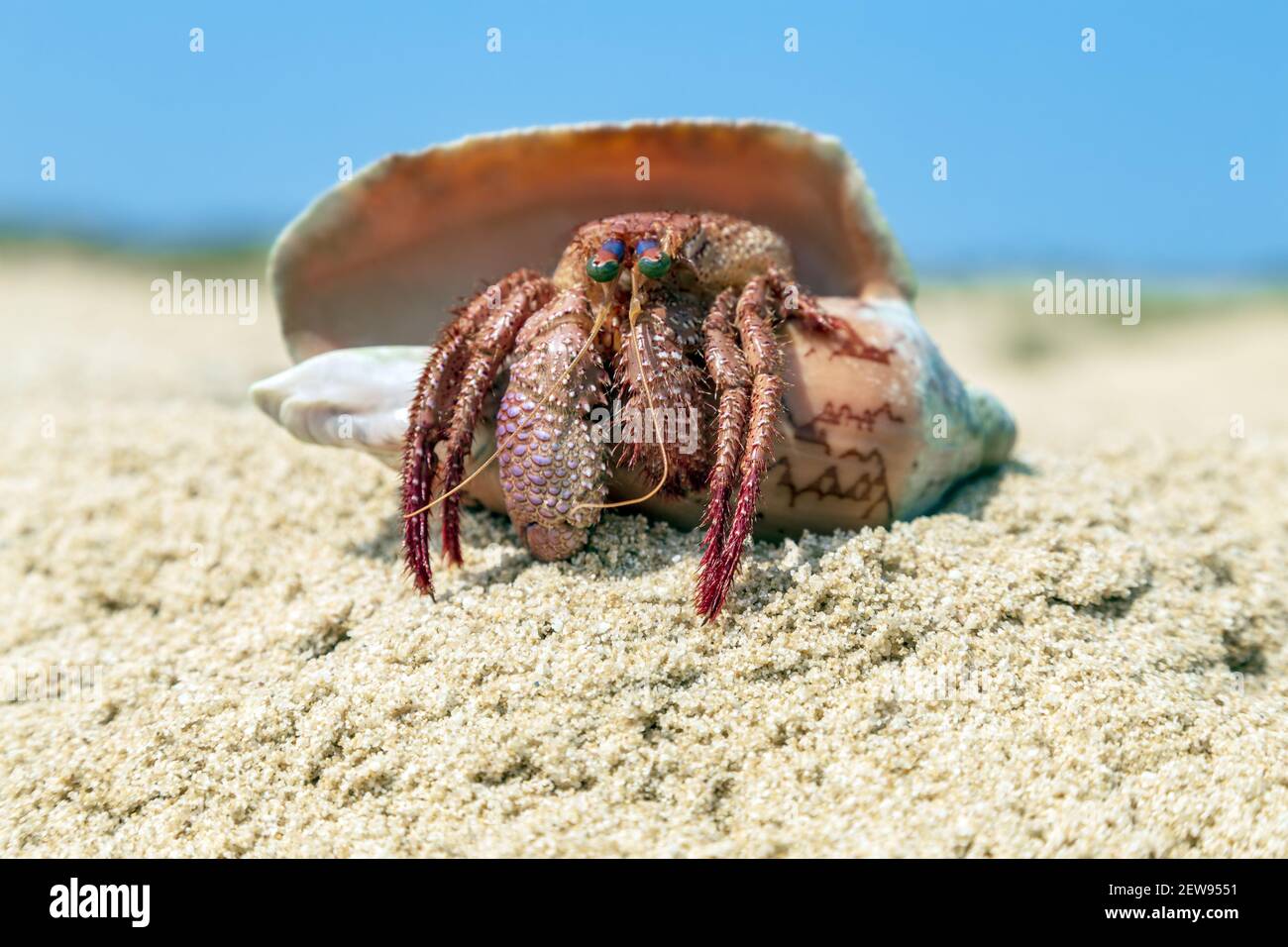 Coenobita perlatus. Hermit crabs mollusc on the Maldives Wildlife Beach Stock Photo