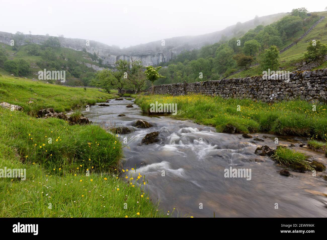 Malham Beck  flowing out of Malham Cove surrounded by a drystone wall and luscious green fields, North Yorkshire Stock Photo
