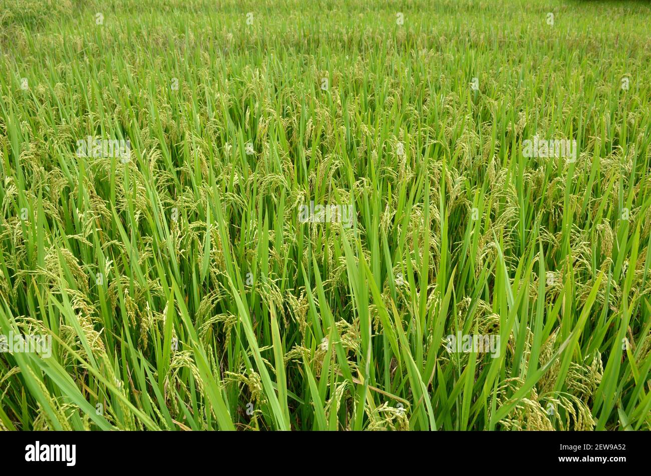A green field of Asian rice (Oryza sativa Stock Photo - Alamy