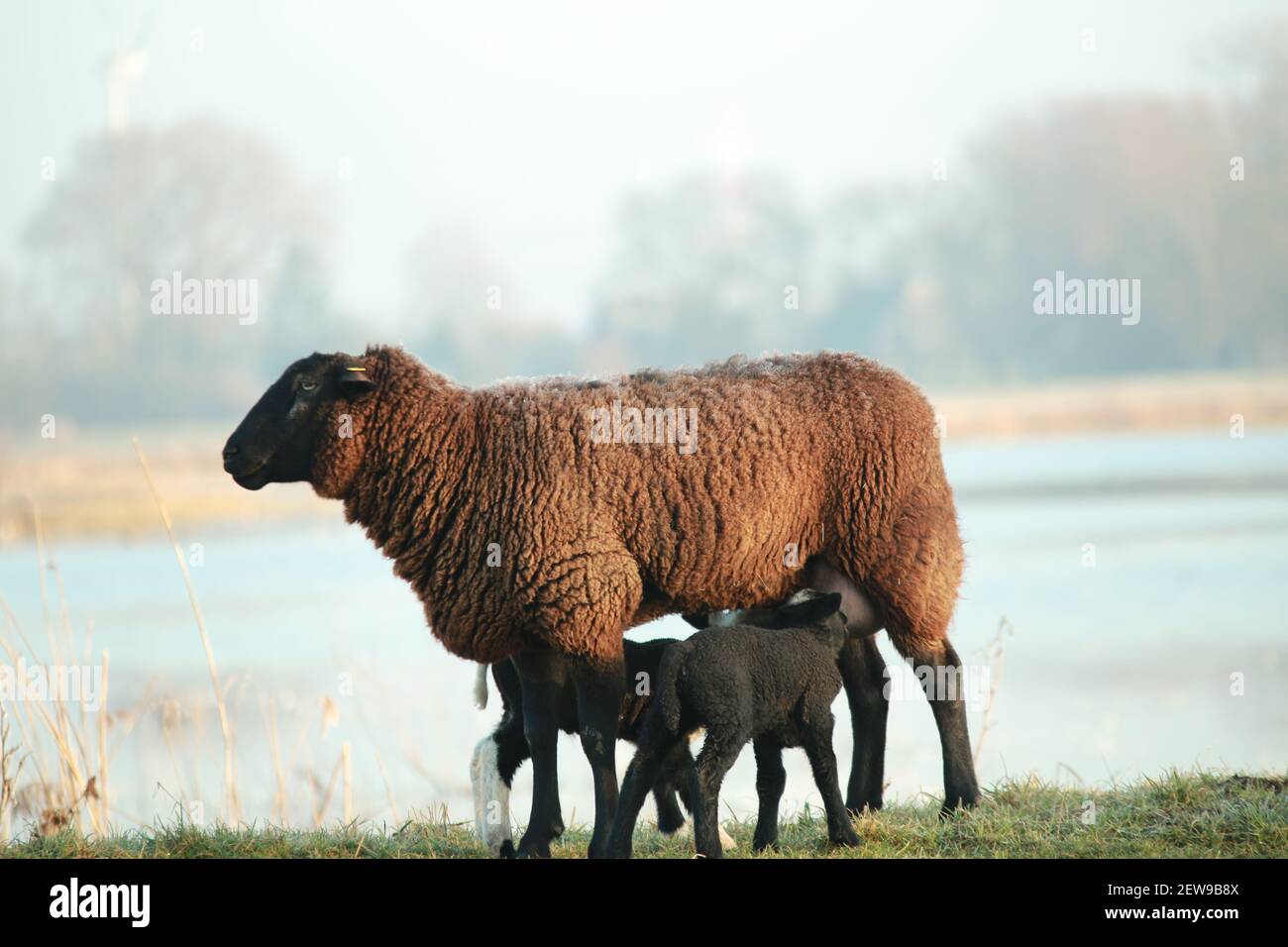Brown sheep with two lambs drinking her milk on a dike Stock Photo