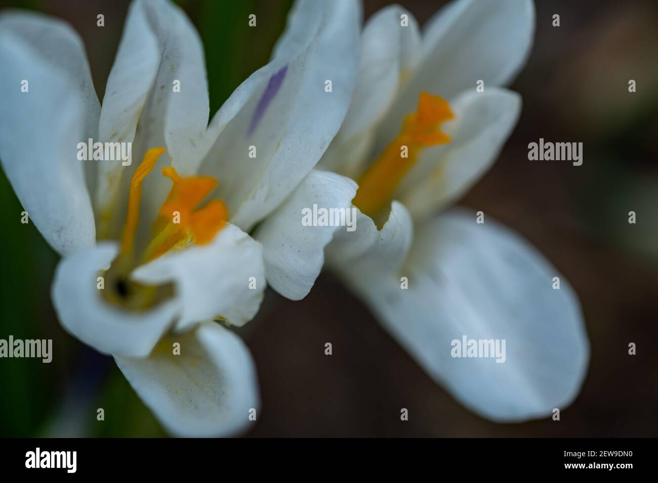 A close up of white crocus flowers (Crocus Sativus) growing wild in