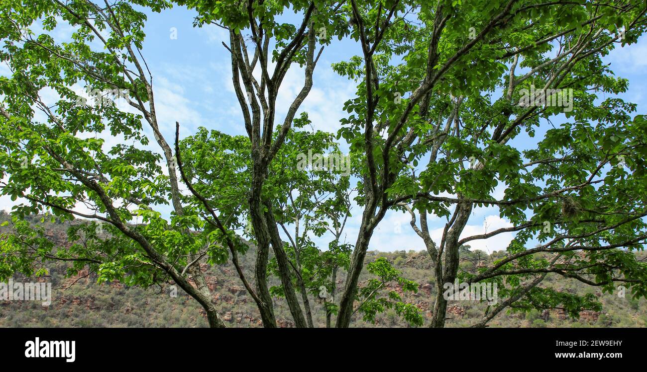 Tree branches green grass hi-res stock photography and images - Alamy