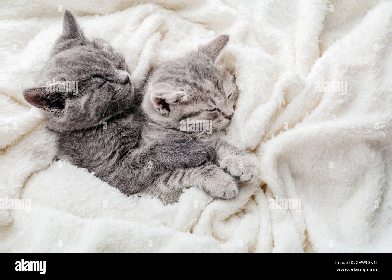 Couple of 2 kittens are sleeping embracing on white bed. Hugs love 2 cats.  Family of purebred cats. Domestic Pets have comfortably tender rest. Top vi  Stock Photo - Alamy