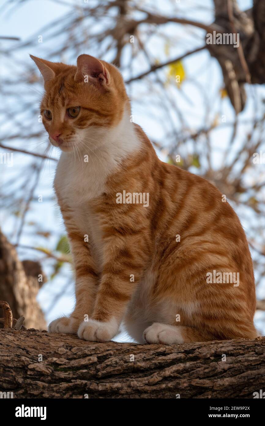 Orange cat sitting on the branch of the tree Stock Photo