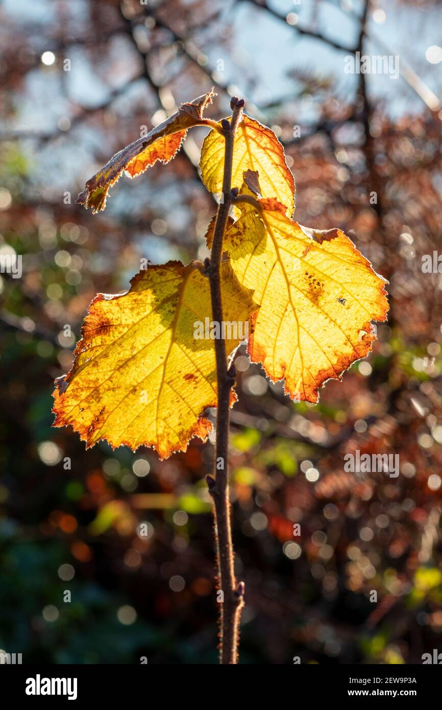 Hazel leaves hires stock photography and images Alamy
