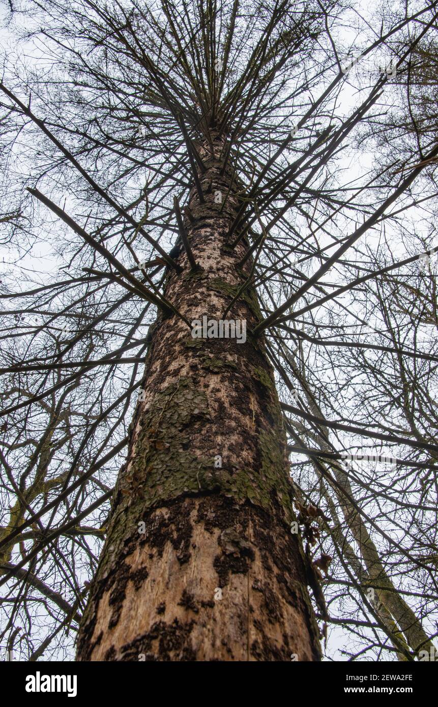 Dead spruce damaged by bark beetle. View from bottom to top. High quality photo Stock Photo
