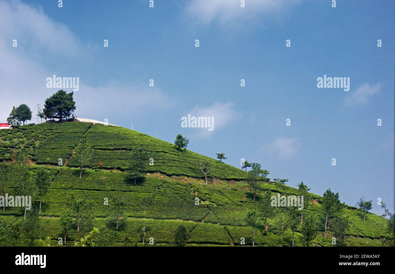 Puncak, Bogor, West Java, Indonesia Stock Photo - Alamy