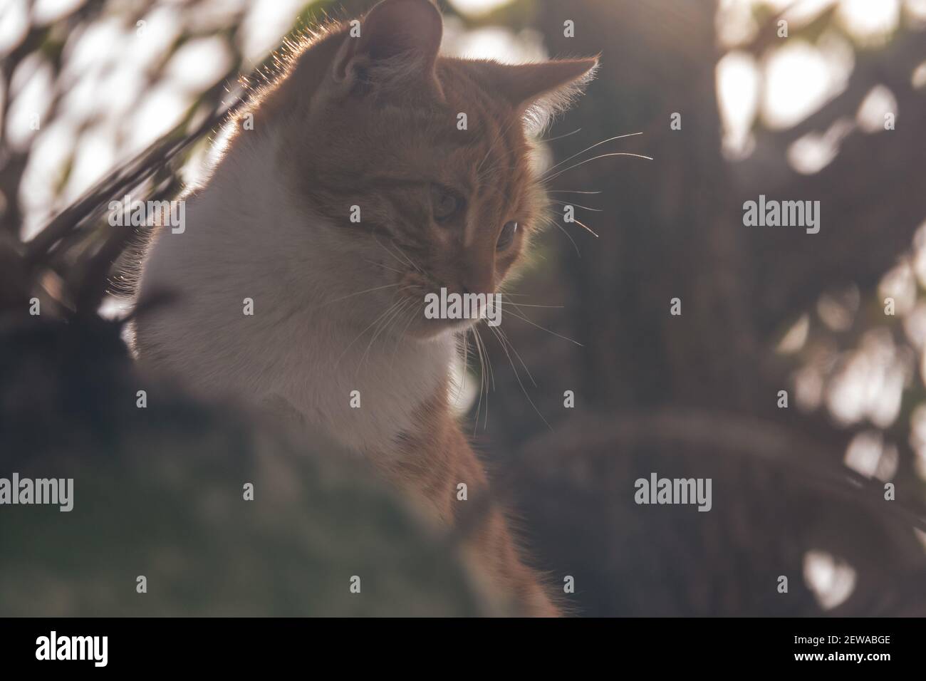Orange cat on grey background hi-res stock photography and images - Alamy