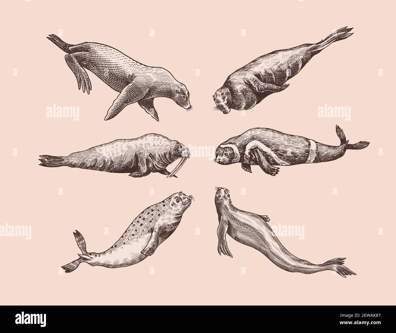 Elephant seal underwater hi-res stock photography and images - Alamy