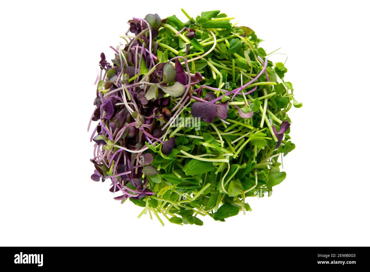 A round ball of healthy micro greens sitting on a pure white background Stock Photo