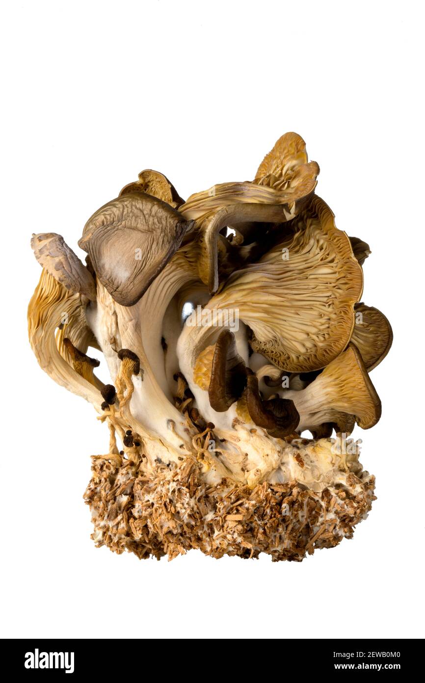 Close up photo of a dried flush of cultivated oyster mushrooms isolated on a white background Stock Photo