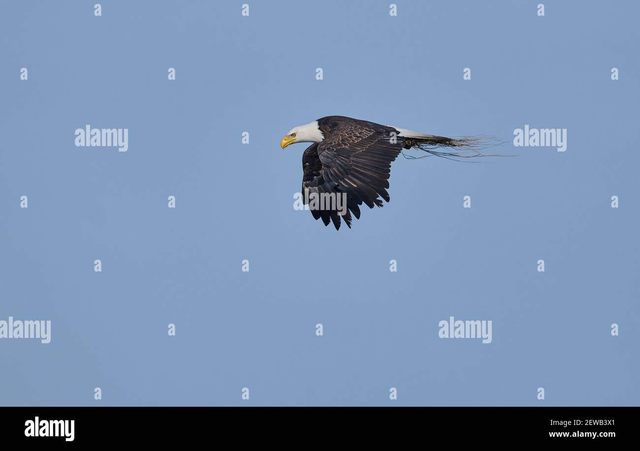 Bald eagle (Haliaeetus leucocephalus) in flight carrying nesting