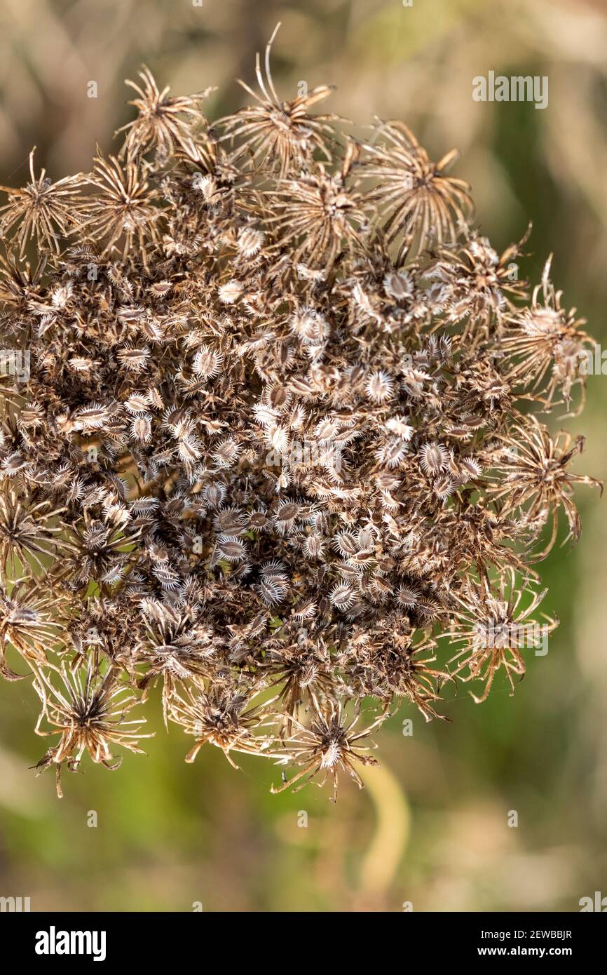 Wild Carrot, daucus carota, seed heads, autumn Stock Photo Alamy