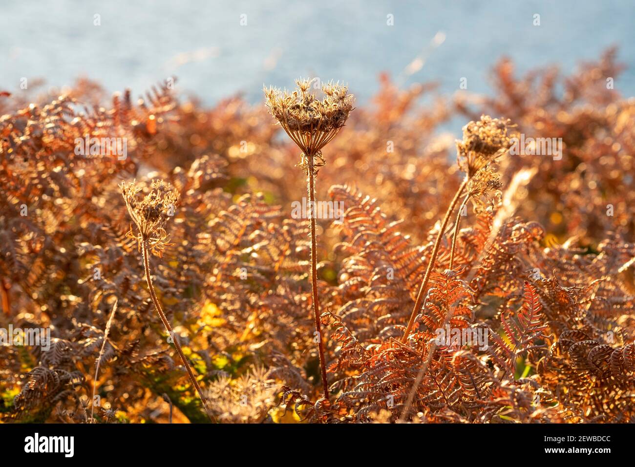 Carrot Seed Heads High Resolution Stock Photography and Images Alamy