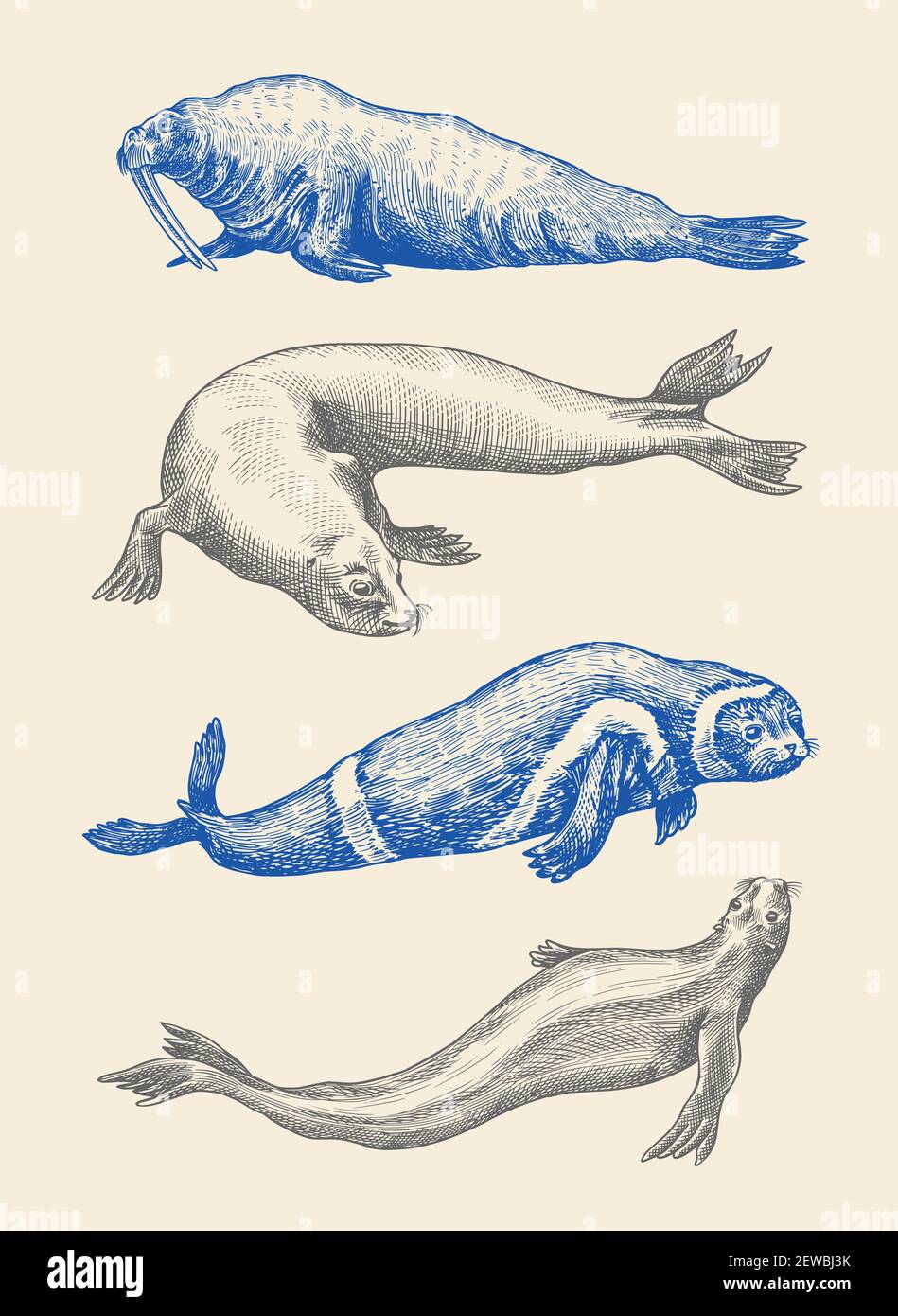 Funny Sketch Of A Sea Lion Augmented With Bodypositive Inscription. Also  Can Be Used For Eco Theme. Royalty Free SVG, Cliparts, Vectors, And Stock  Illustration. Image 148851328.