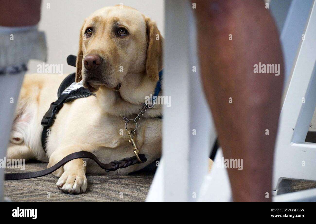 Under a new federal rule announced Wednesday, emotional support animals