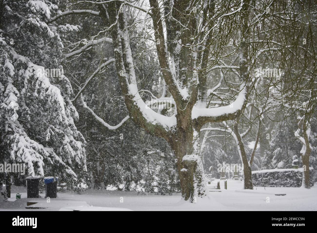 The beautiful snow covered trees in the park Stock Photo - Alamy