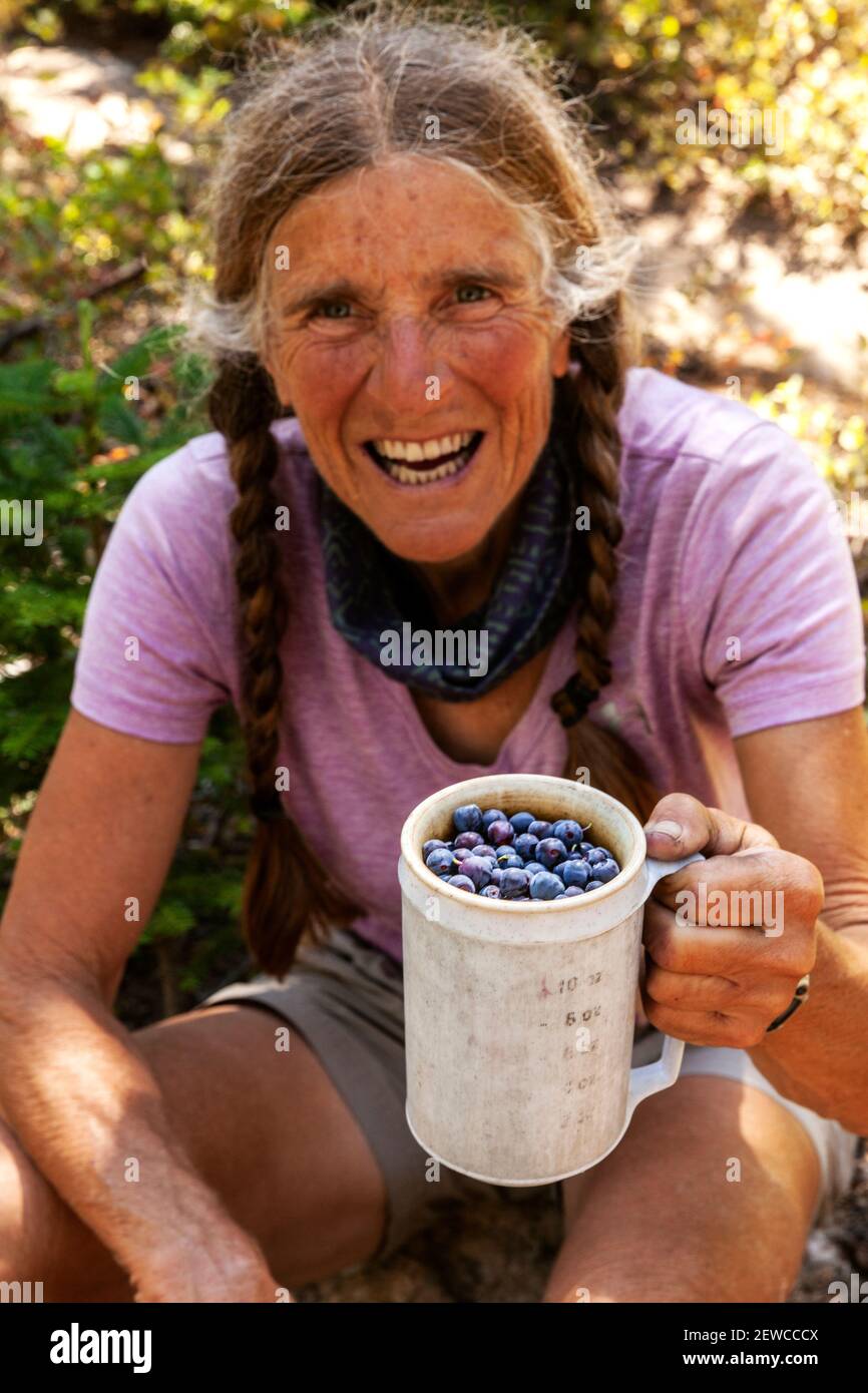 WA17657-00.....WASHINGTON - Woman picking huckleberrys on the Pacific Crest Trail North of Snoqualmie Pass. Alpine Lakes Wilderness, Mount Baker Snoqu Stock Photo