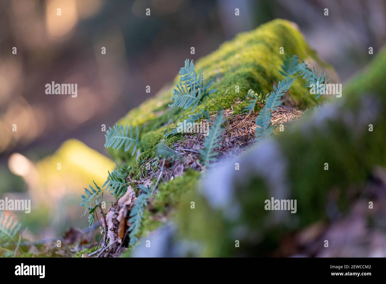 Moss Formations On Rocks A closeup shot of a rock formation covered in moss in a forest Stock ...