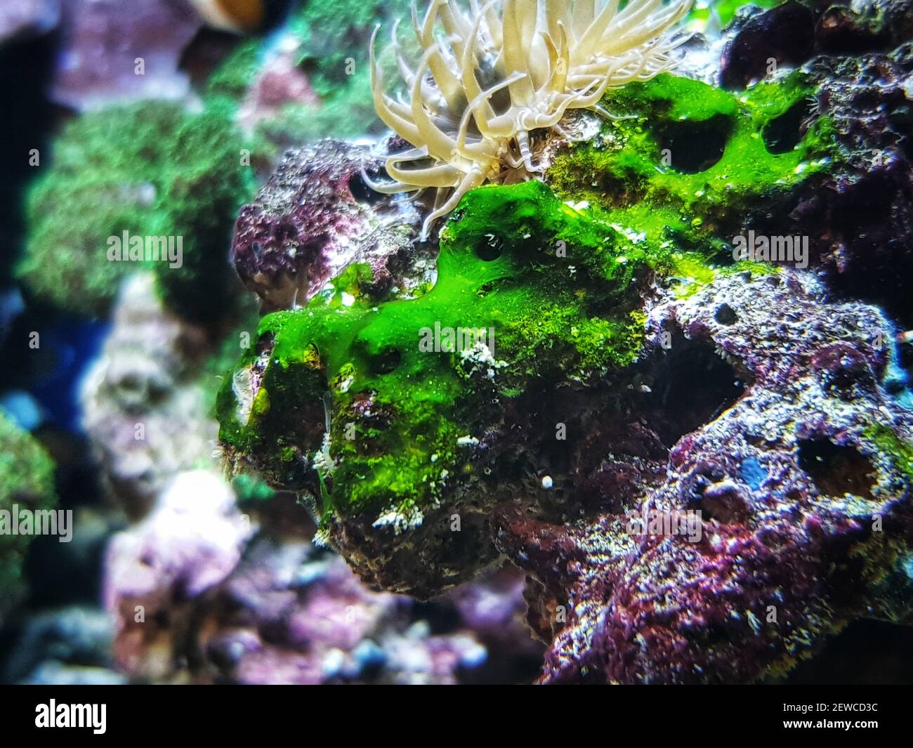 Green cyanobacteria attached on the rock in reef aquarium tank Stock Photo