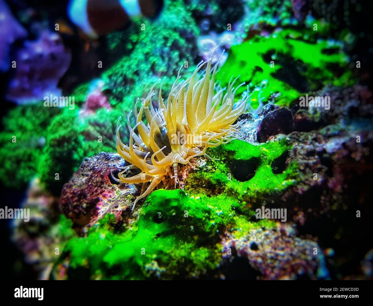 Aiptasia small glass anemones are nasty pest in reef aquariums Stock Photo