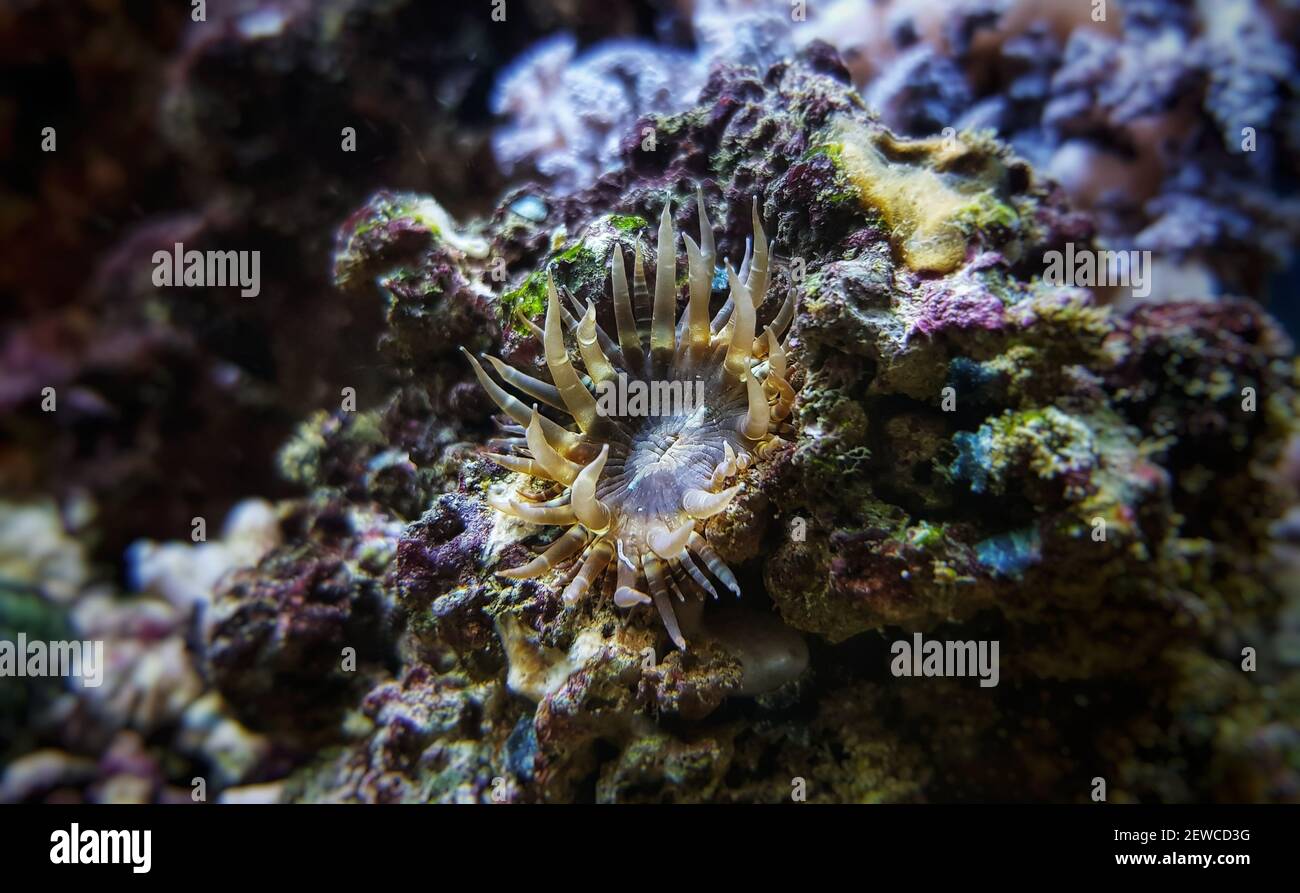 Aiptasia small glass anemones are nasty pest in reef aquariums Stock Photo