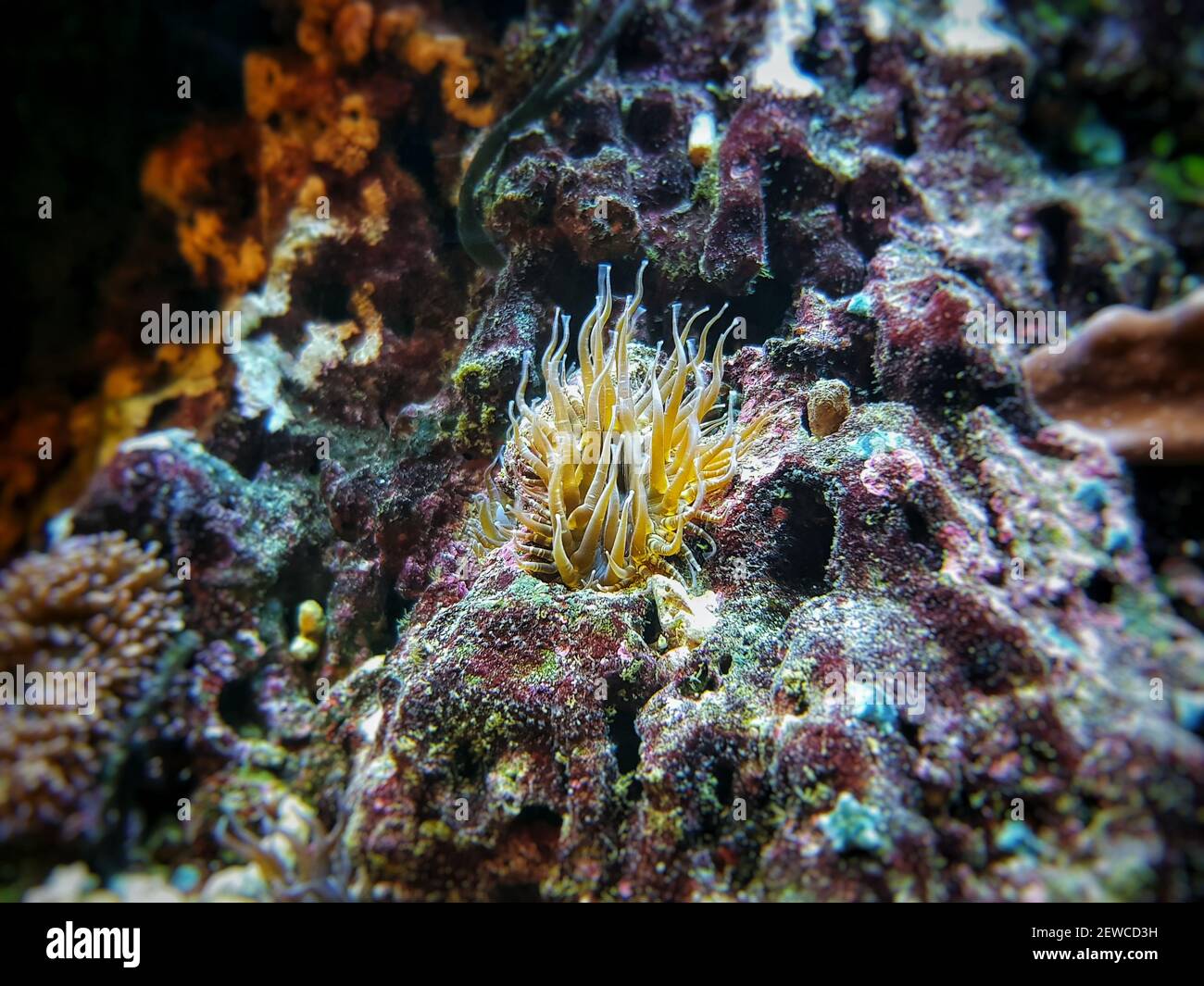 Aiptasia small glass anemones are nasty pest in reef aquariums Stock Photo