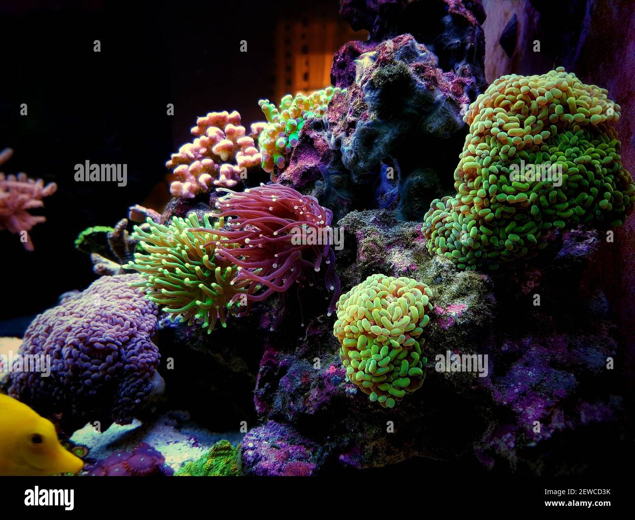 Euphyllia Torch is one of the most beautiful addition for coral reef aquarium tank Stock Photo