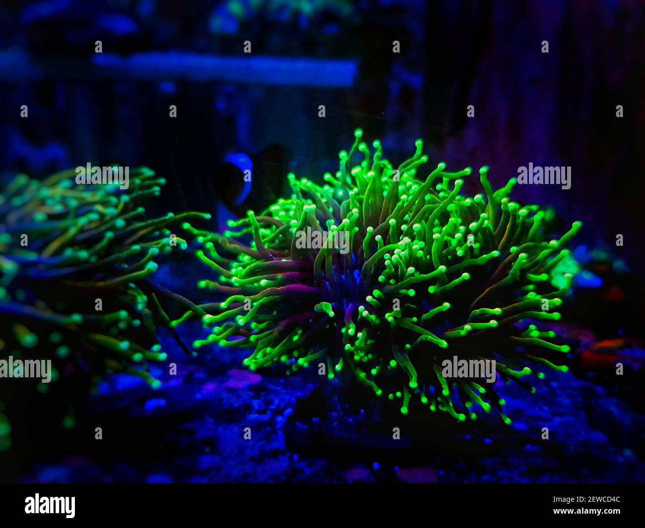 Euphyllia Torch is one of the most beautiful addition for coral reef aquarium tank Stock Photo