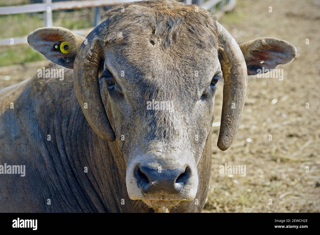 A close up portrait of the face of a rodeo bucking bull with his horns wrapped around his face Stock Photo