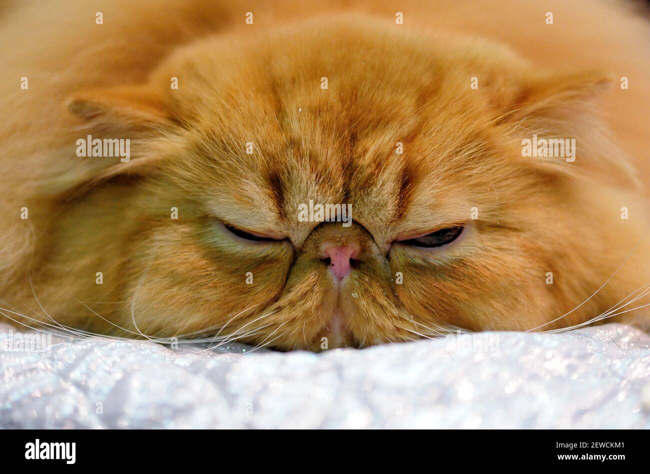 Tony StarkIronman, a red mackerel tabby Persian, takes a break at the