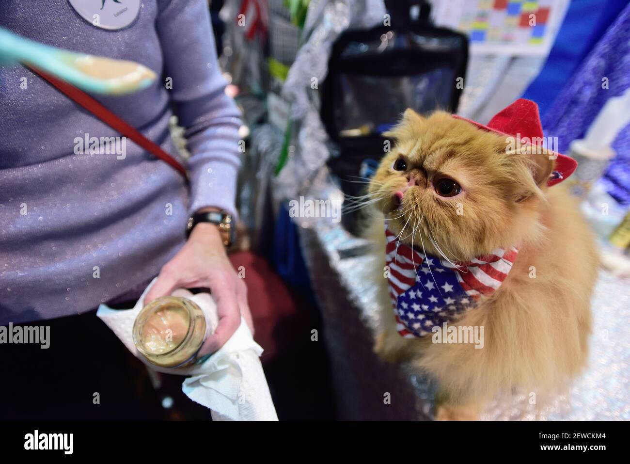 Tony StarkIronman, a red mackerel tabby Persian, enjoys a snack at the