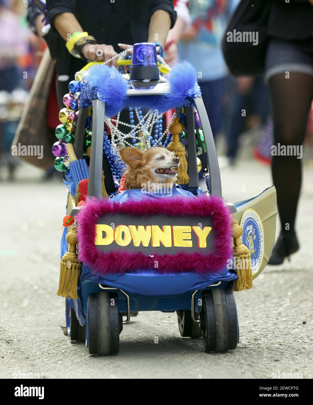 mardi gras tuesday by owner