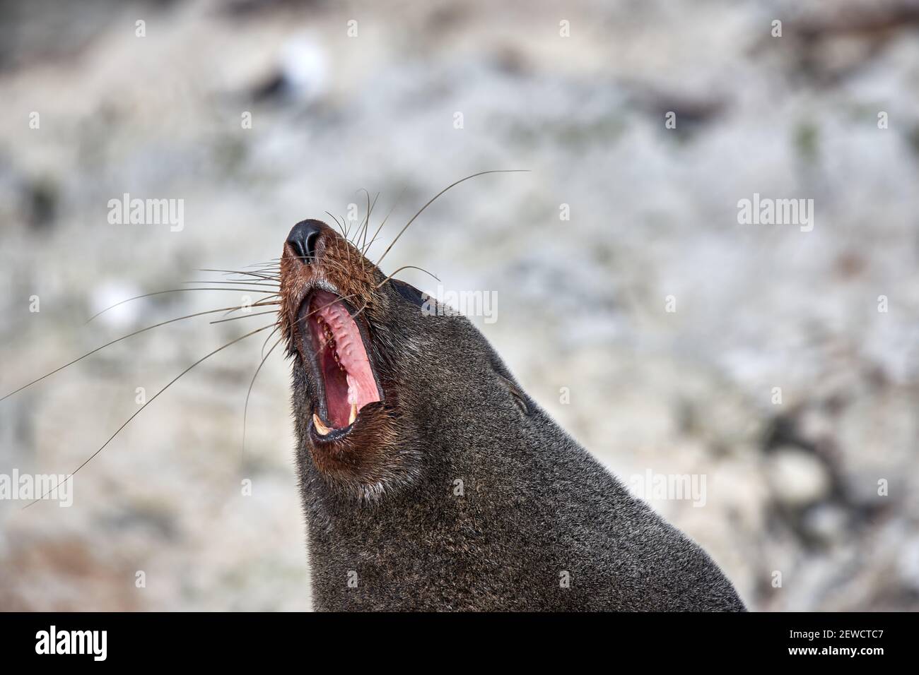 Famous seal hi-res stock photography and images - Alamy