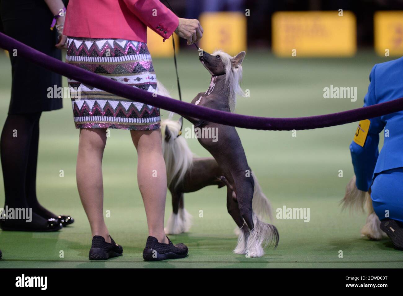 A woman feeds her Chinese Crested a treat during competition a the 140
