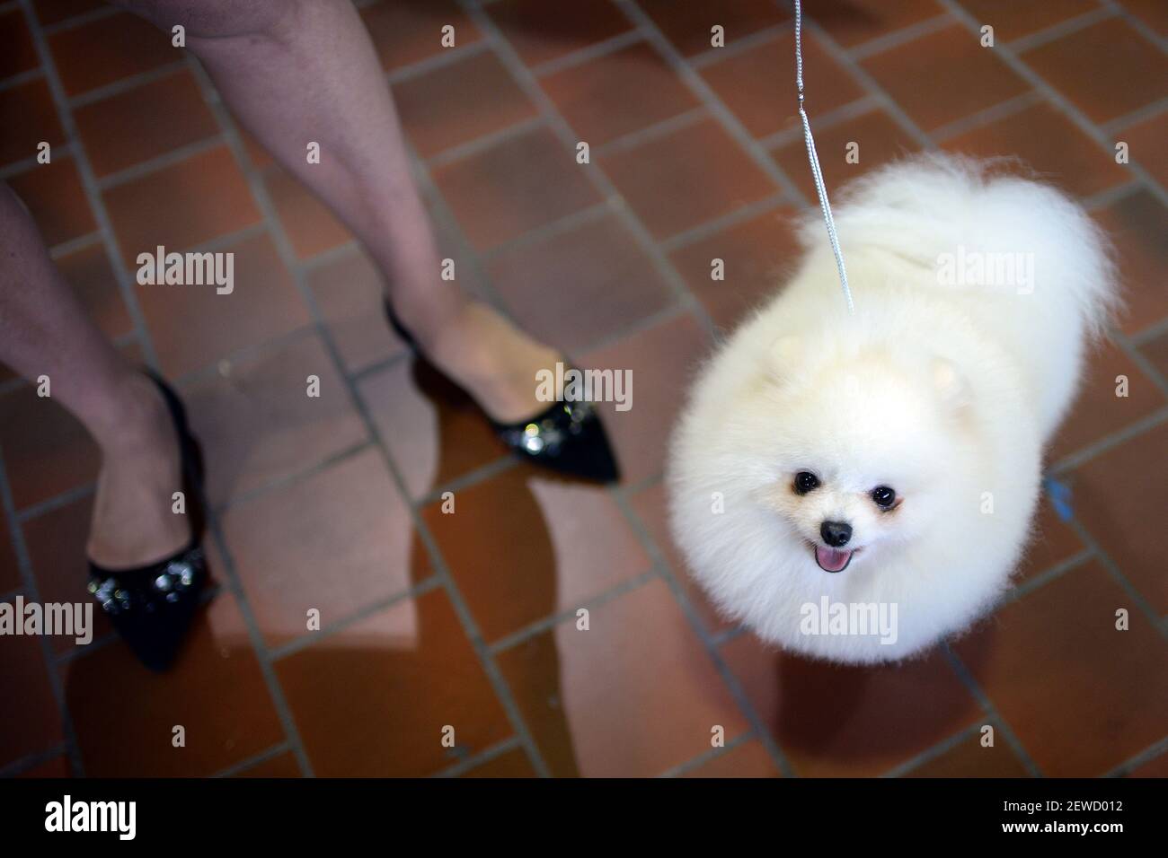 Owner handler Hoenig walks her Pomeranian named Ice before