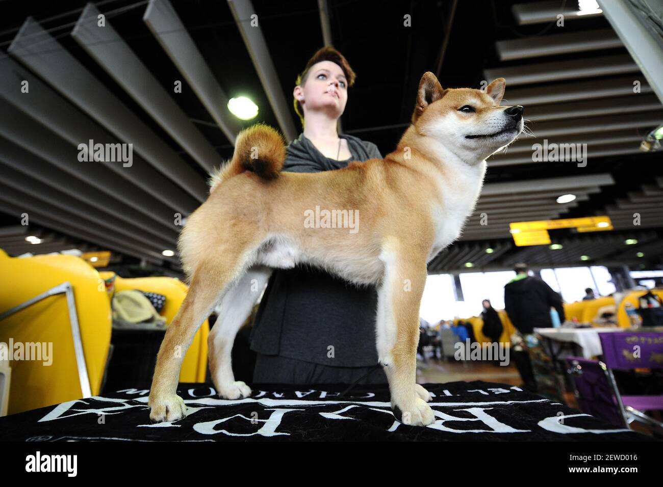 Groomer Erin Flynn prepares a Shiba Inu named "Johnny" at the 140