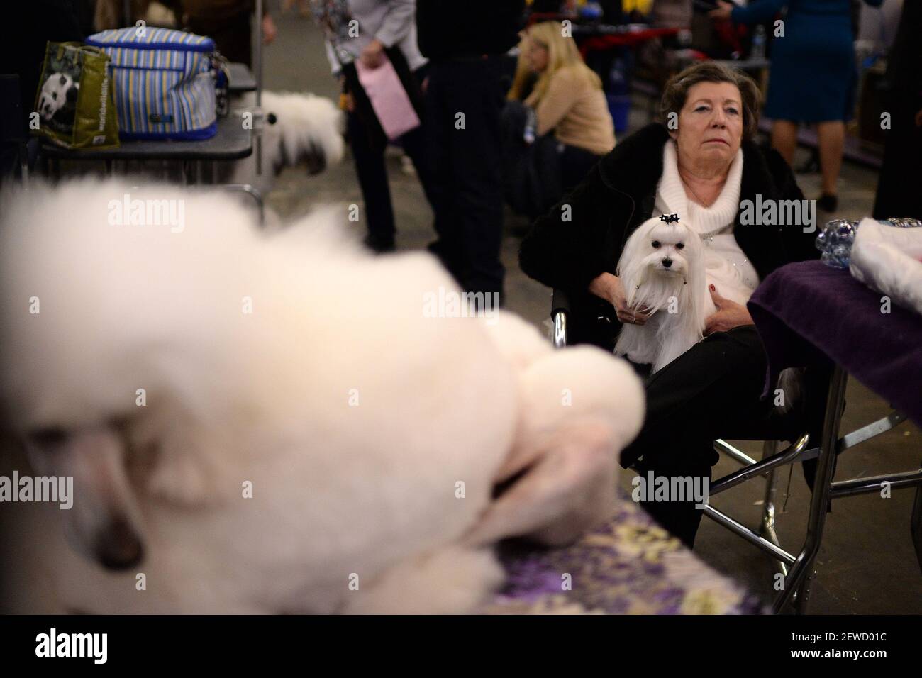 A woman sits with her Maltese in her lap as she watches a poodle being