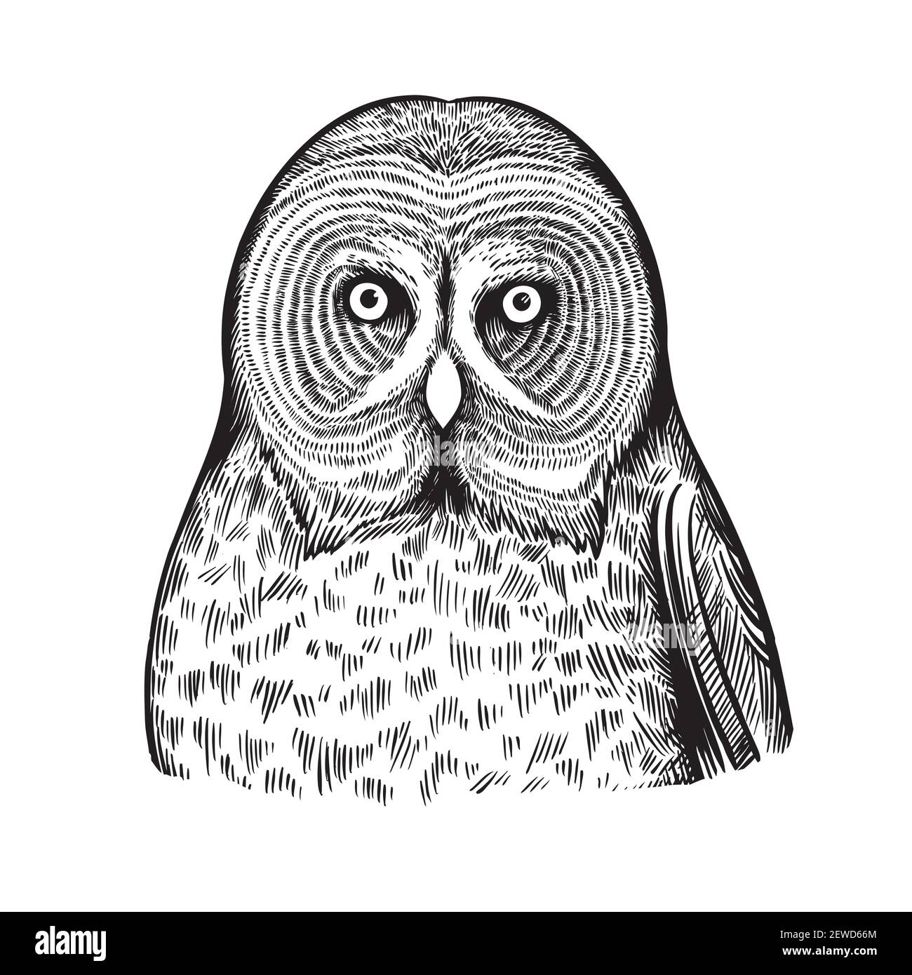 Portrait of owl in black and white ink pen style Stock Vector Image