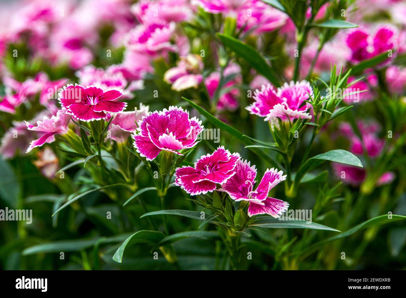 A lush blooming dianthus flower Stock Photo