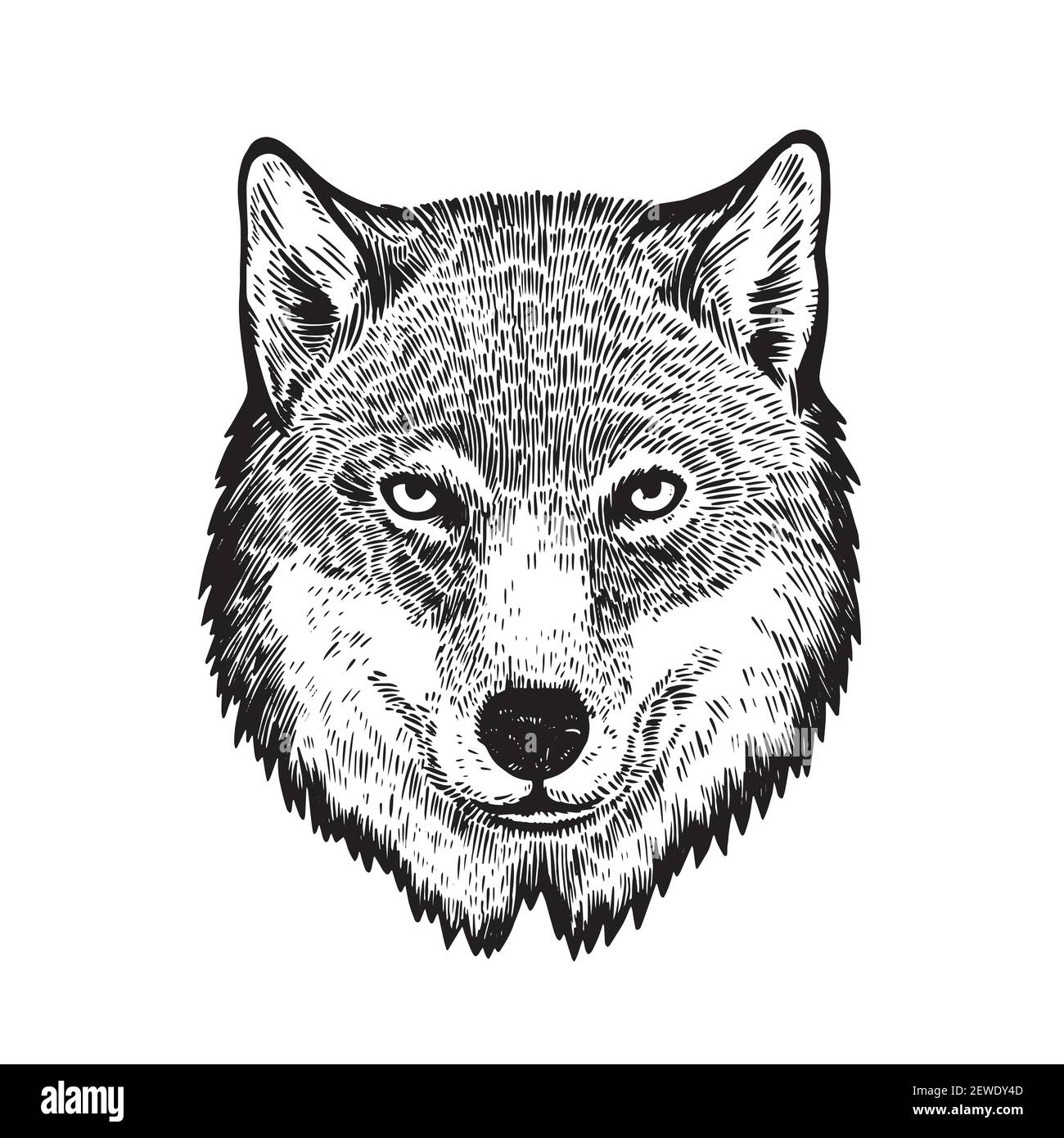 Head of wolf in ink engraving style isolated on white background Stock