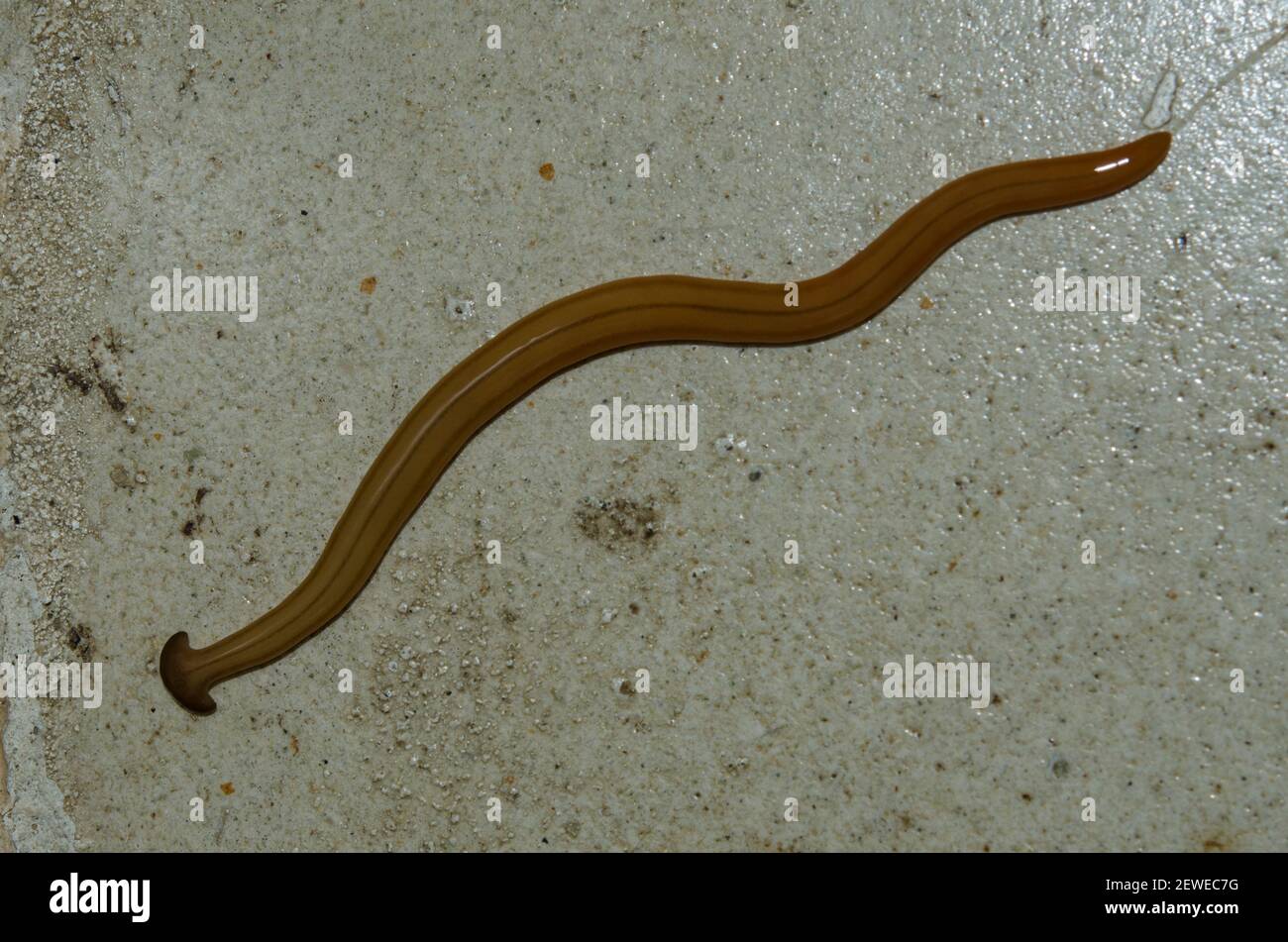 Shovelheaded Garden Worm, Bipalium kewense, Klungkung, Bali, Indonesia
