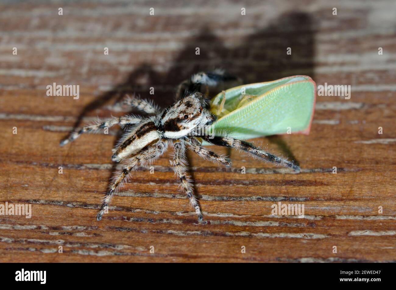 Male Gray Wall Jumper, Menemerus bivittatus, with Planthopper, Siphanta