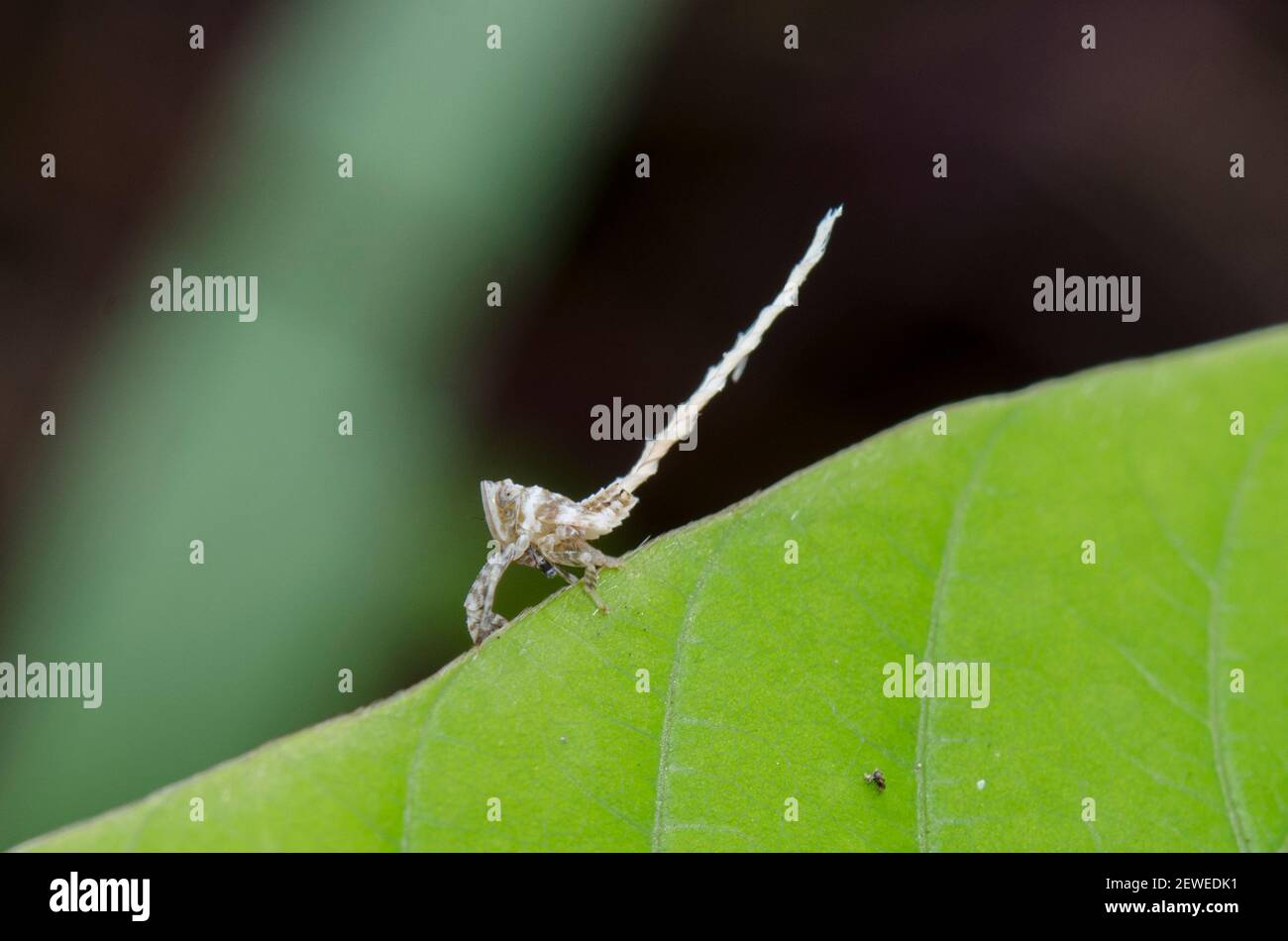 Fulgoroid Planthopper, Lophopidae Family, nymph with waxy extrusions for camouflage on leaf, Saba, Bali, Indonesia Stock Photo