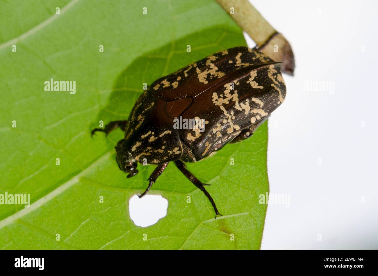 Flower Chafer Beetle, Scarabaeidae Family, feeding on leaf, Saba, Bali, Indonesia Stock Photo